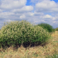 Tengelic, Székesi-láp