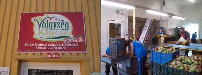 Példás a Kisvejkei Zamatos előállítása Példás a Kisvejkei Zamatos előállítása